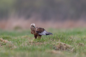 Birds of prey - Marsh Harrier (Circus aeruginosus), landing