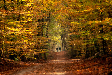 Fototapeta na wymiar Forest trail with hiking and sporty people in colorful autumn woods