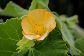 Pflanze mit gelbe Blüte