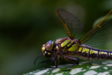 dragonfly on a leaf