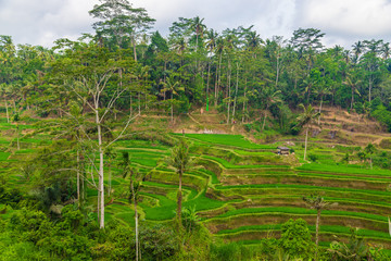 Tegallalang Rice Terraces in Ubud is famous for its beautiful scenes of rice paddies involving the traditional Balinese cooperative irrigation system. Ubud, Bali, Indonesia.