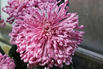 LARGE PINK CHRYSANTHEMUMS