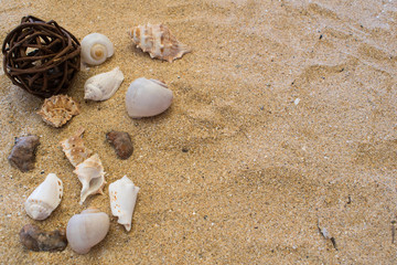 Fototapeta na wymiar Various sea shells in beach sand