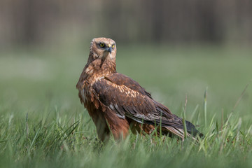 Birds of prey - Marsh Harrier (Circus aeruginosus), landing,