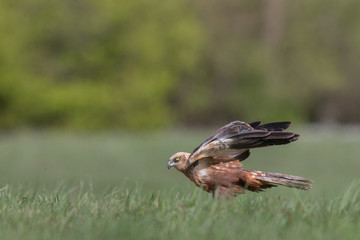 Birds of prey - Marsh Harrier (Circus aeruginosus), landing,