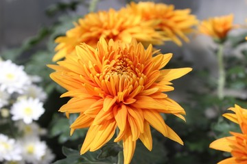 GOLDEN YELLOW CHRYSANTHEMUMS
