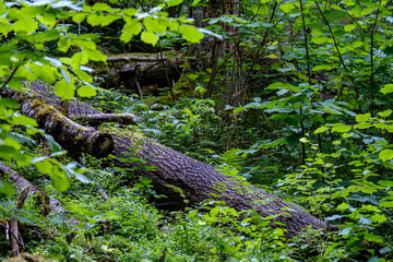 dry wood. tree trunk stomp textured pattern abstract texture