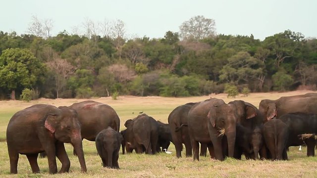 Asian Elephant in Minnerya national park, Sri Lanka - specie family Elephas maximus of Elephantidae