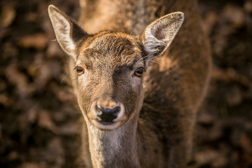 Close up image of head of brown reddish female fallow deer with yellow eyes and long eye lashes, big ears, blurry background, dry leaves on ground, sunny autumn day in a game park