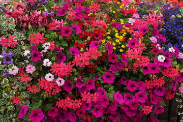 Obraz premium blumen
