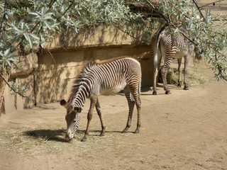 Fototapeta na wymiar Zebra im Zoo am oberen Bildrand sind Äste zu sehen 