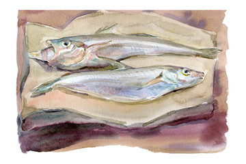 Watercolor hand-paint. Hake, merluccius fishing two caught fish on the rocks. Illustration isolated on white