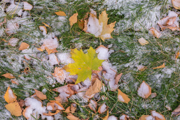 autumn leaves on ground