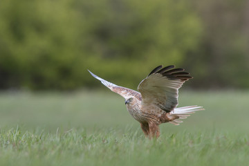 Birds of prey - Marsh Harrier (Circus aeruginosus), landing,