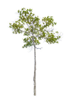 Yang Na or Dipterocarpus alatus on white background