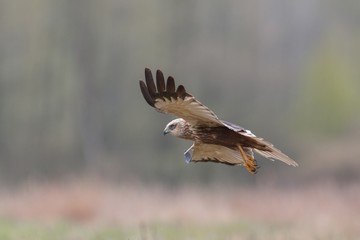 Birds of prey - Marsh Harrier (Circus aeruginosus), landing,