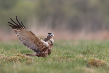 Birds of prey - Marsh Harrier (Circus aeruginosus), landing,