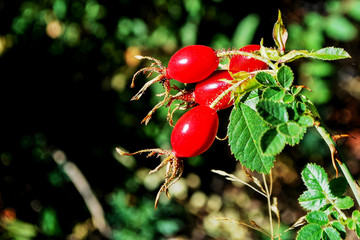 Frutos maduros de rosa mosqueta