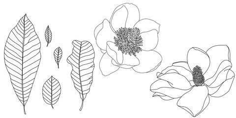 Set of black flower illustration on a white background. Vector.