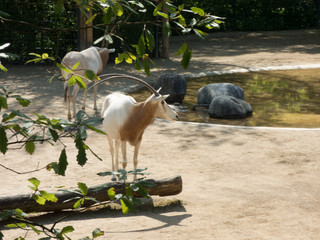 Arabische Oryx im Zoo mit Ästen im Vordergrund