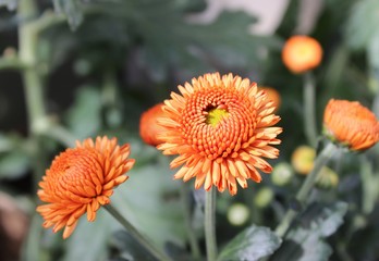 TINY ORANGE CHRYSANTHEMUMS