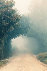 Foggy morning, autumn landscape with trees