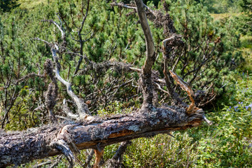 dry wood. tree trunk stomp textured pattern abstract texture