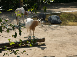 Arabische Oryx im Zoo mit Ästen im Vordergrund
