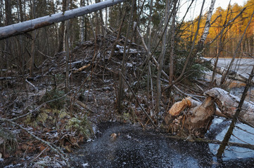 Traces of the beaver