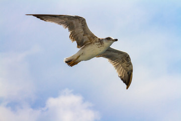 Bird1
