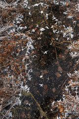 Thin transparent ice on the surface of the reservoir in late autumn