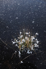 Thin transparent ice on the surface of the reservoir in late autumn