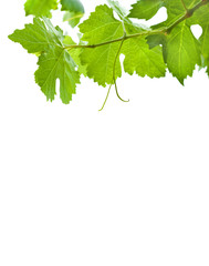 grape leaves isolated on white