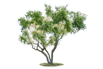 Tropical tree with beautiful white flower isolated