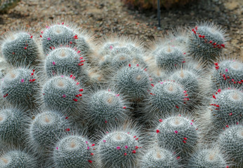 Flowering Cacti