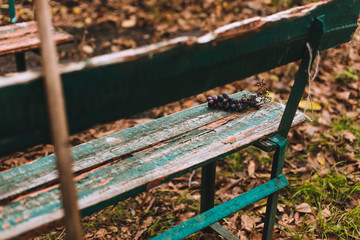 Naklejka premium Bunch of ripe grapes lies on a wooden bench in the garden. Seasonal harvest. Horizontal frame. Copy space.