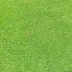 Golf fairway grass texture top view