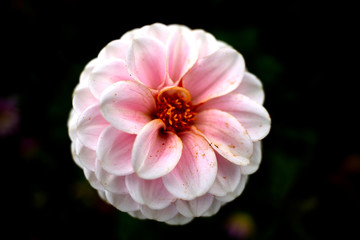 Pink dahlia