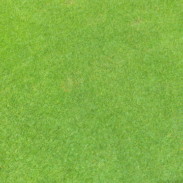 Golf fairway grass texture top view
