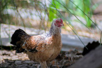 Close up of brown hen