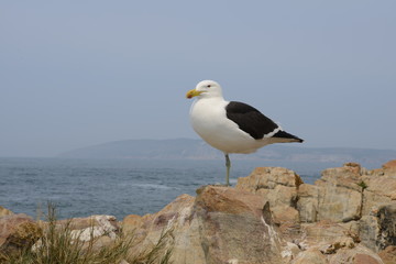 Seagull resting on one leg on a cliff by the sea