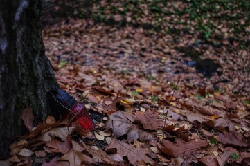 Lost in the forest