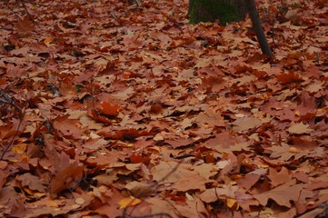 Leaf background autumn