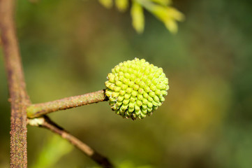 Blüte, Samen, Knospe einer Pflanze
