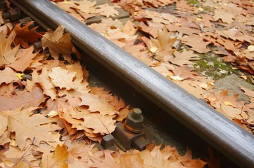 Rail in the autumn