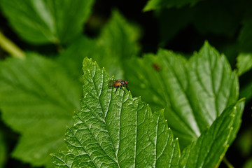 A fly on a sheet of currant/Currant bush. A fly sits on a sheet of currant. Nature, macro, close-up. Russia, Moscow region, Shatura