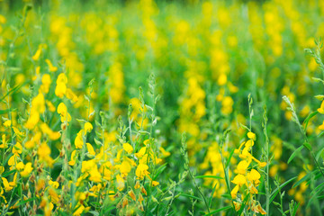 Yellow flowers of yellow sunhemp
