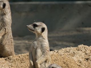 Fototapeta premium Nahaufnahme eines Erdmännchens im Zoo