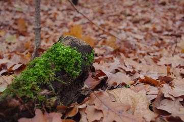 moss on forest floor