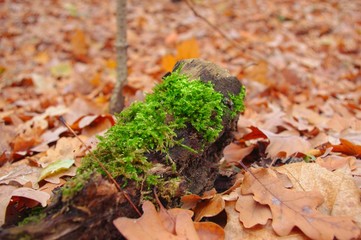 Moss on forest floor
